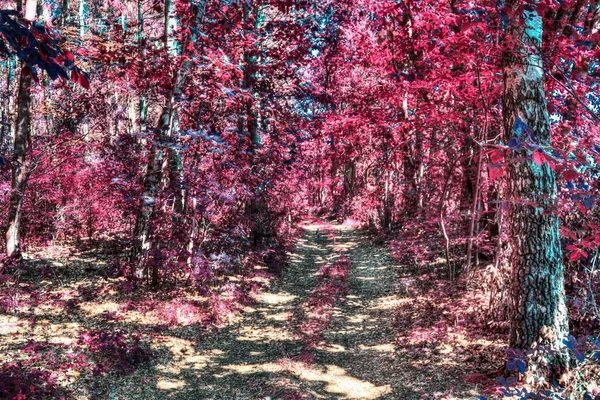 Nádherné Infračervené Záběry Růžových Fialových Lesních Krajin — Stock fotografie