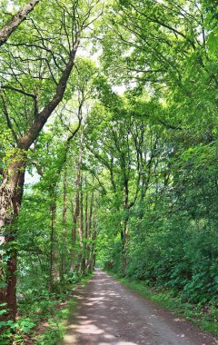 Kuzey Avrupa'da yeşil bir ormanın güzel yeşil panorama manzara