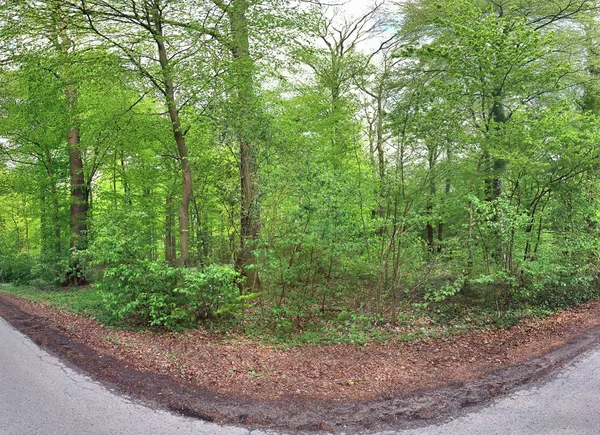 Nádherná Zelená Panoramatický Kraj Zeleného Lesa Severní Evropě — Stock fotografie
