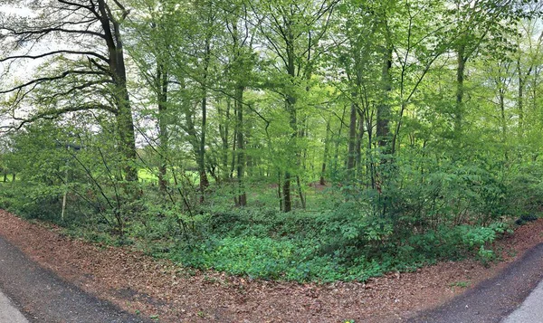 Nádherná Zelená Panoramatický Kraj Zeleného Lesa Severní Evropě — Stock fotografie