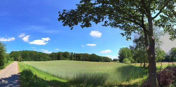 Nádherná Letní Krajina Vysokým Rozlišením Poli Zelenou Trávou Úžasným Letním — Stock fotografie