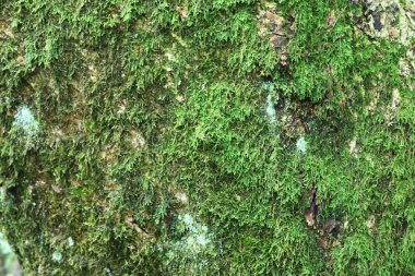 Bir yaz ormanındaki ağaçlardaki yosunlar hakkında detaylı yakından görünüm