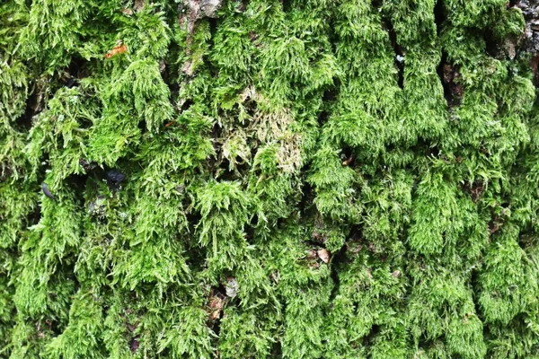 Vista Perto Detalhada Musgo Árvores Uma Floresta Verão — Fotografia de Stock