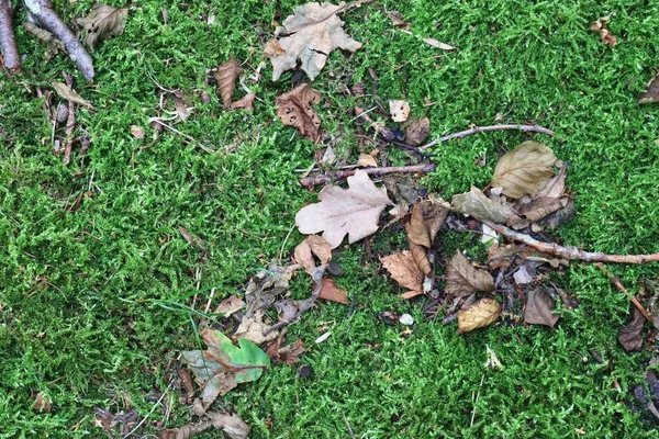 Vista Detallada Cerca Del Musgo Los Árboles Bosque Verano — Foto de Stock