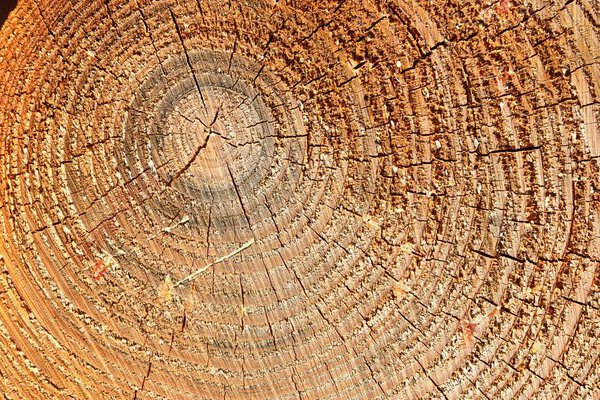 Подробная текстура крупным планом сложенных дров с ежегодными кольцами высокого разрешения

