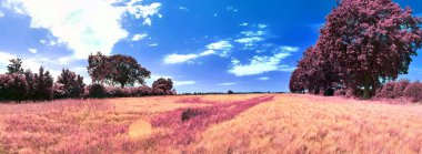 Mavi gökyüzü ile avrupa kırsal manzara güzel pembe ve mor kızılötesi panorama