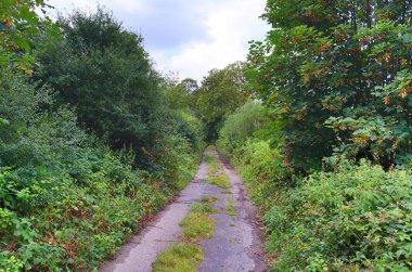 Kuzey Avrupa 'da tarlaları ve ağaçları olan kırsal yolların güzel manzarası