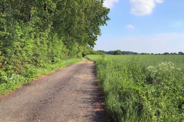 Kuzey Avrupa 'da tarlaları ve ağaçları olan kırsal yolların güzel manzarası