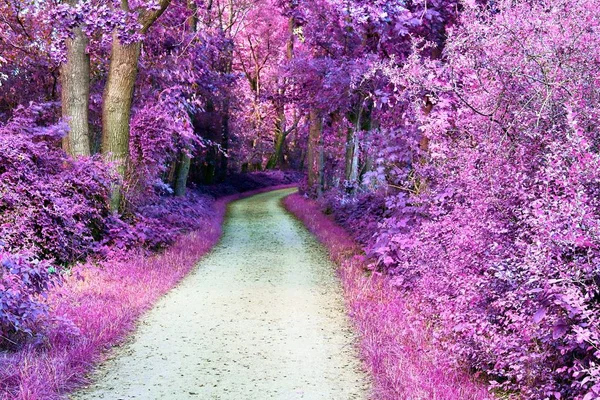 Avrupa'da ülke manzara güzel pembe ve mor kızılötesi çekim