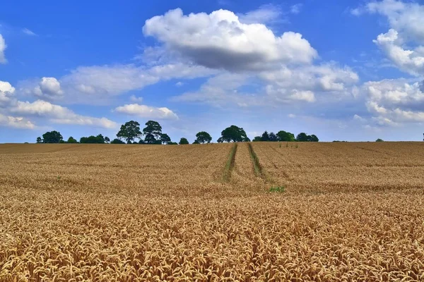 在阳光明媚的夏日 在北欧准备收获的农作物和麦田的美丽景色 — 图库照片