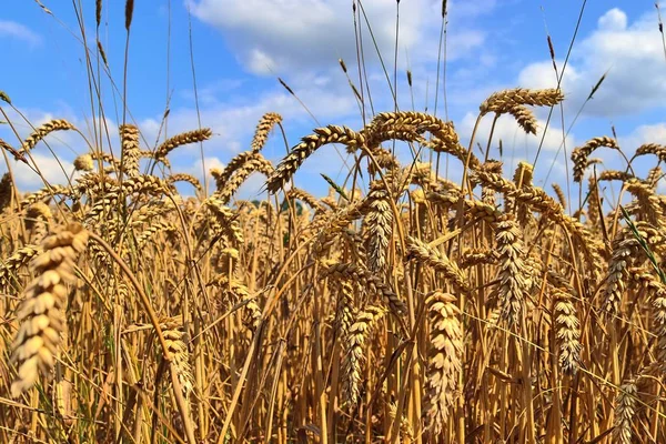 Güneşli bir yaz gününde kuzey Avrupa'da hasat için hazır tarım salkı ve buğday tarlaları güzel görünümü