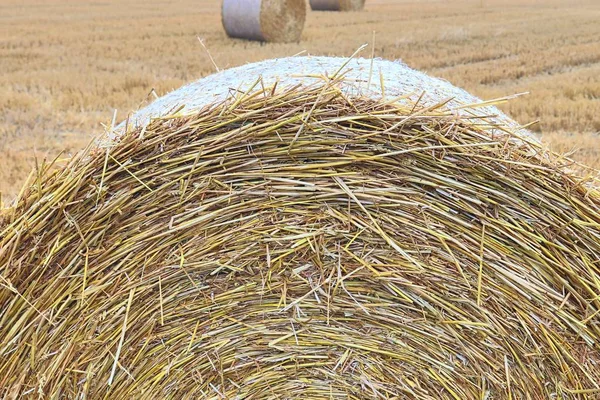 Прекрасний Погляд Сільськогосподарські Культури Пшеничні Поля Готові Збирання Врожаю Північній — стокове фото