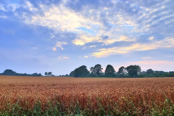 Bela Vista Sobre Culturas Agrícolas Campos Trigo Prontos Para Colheita — Fotografia de Stock