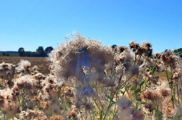 晴れた夏の日に北ヨーロッパで収穫の準備ができて農作物と小麦畑の美しい景色 — ストック写真