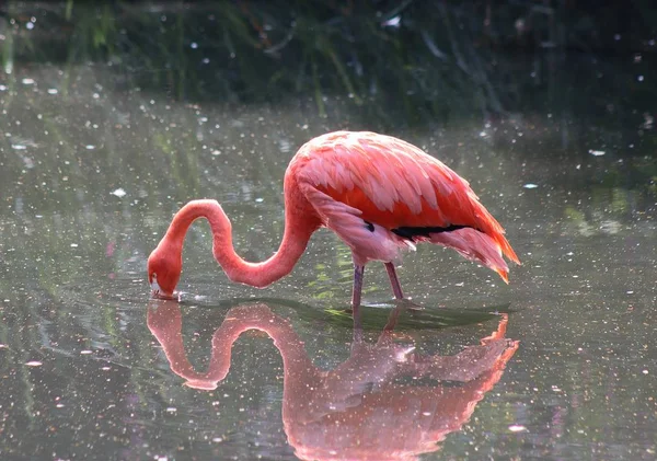 Güneşli bir günde yakından görünümünde renkli pembe flamingo kuş