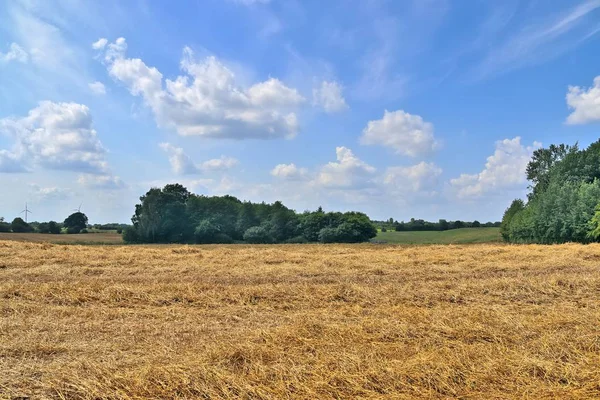 Bela Vista Verão Sobre Culturas Agrícolas Campos Trigo Dia Ensolarado — Fotografia de Stock