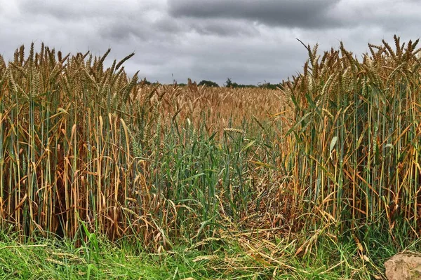 Прекрасний Літній Погляд Сільськогосподарські Культури Пшеничні Поля Сонячний День Європі — стокове фото
