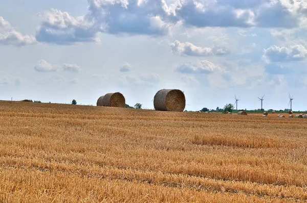 Tarım Ekinleri Buğday Tarlaları Hasat Için Hazır — Stok fotoğraf