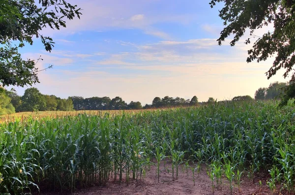 Vista Verão Sobre Culturas Agrícolas Campos Trigo Prontos Para Colheita — Fotografia de Stock