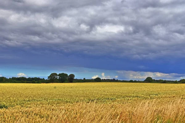 収穫の準備ができている農業作物や小麦畑の夏の景色 — ストック写真