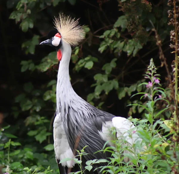 Beaux Oiseaux Grue Dans Une Vue Rapprochée Détaillée Sur Une — Photo