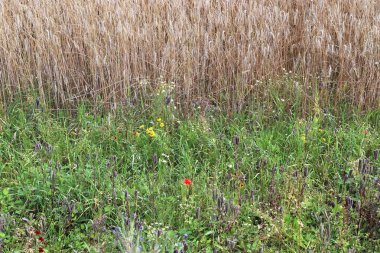 Yaz aylarında yüksek çözünürlükte alınan bir alanda yeşil çim dokusu üzerinde ayrıntılı yakından görünümü