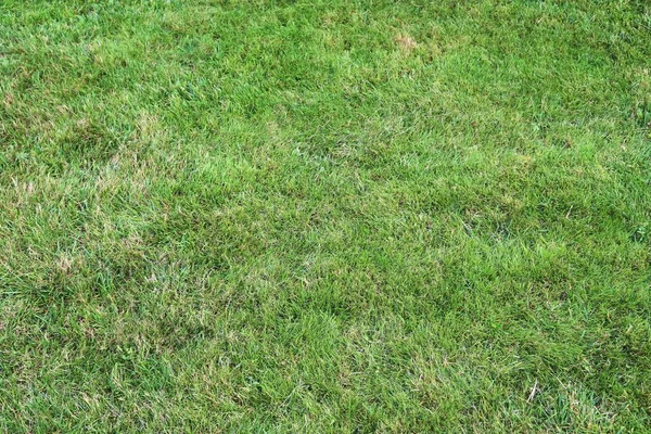 Vue Rapprochée Détaillée Sur Une Texture Herbe Verte Dans Champ — Photo