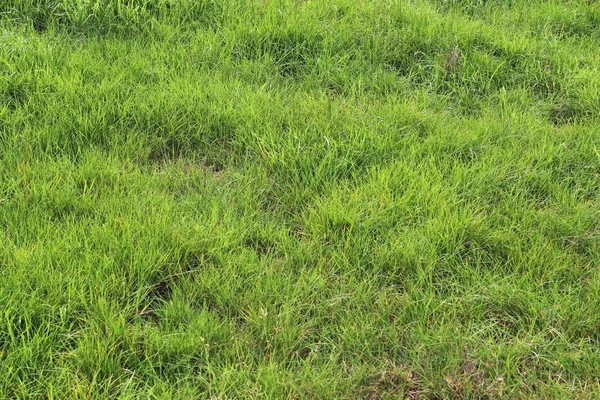 Szczegółowy Widok Bliska Zielonej Trawy Tekstury Polu Latem Podjęte Wysokiej — Zdjęcie stockowe
