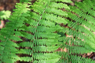 Bir orman zemin üzerinde yeşil eğrelti otu yaprakları ayrıntılı görünümü