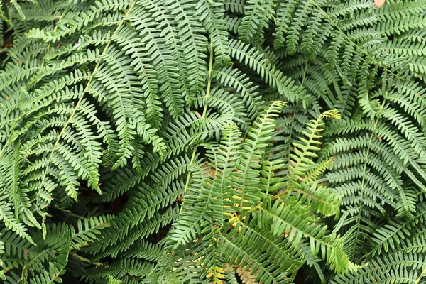 Vista Detalhada Sobre Folhas Samambaia Verde Terreno Florestal — Fotografia de Stock