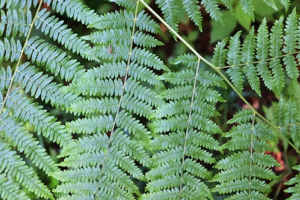 Vista Dettagliata Foglie Felce Verde Terreno Forestale — Foto Stock