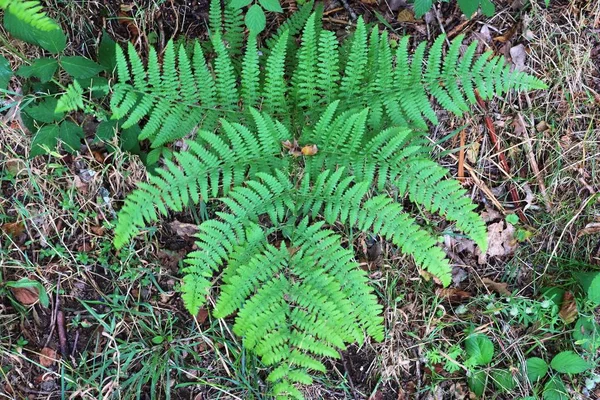 Detailed View Green Fern Leaves Forest Ground — Stock Photo, Image