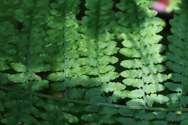 Detailní Pohled Zelené Kapradina Lesní Půdě — Stock fotografie