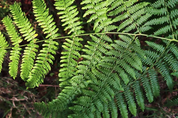 Vista Dettagliata Foglie Felce Verde Terreno Forestale — Foto Stock