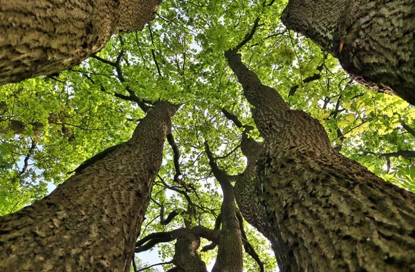 Piękny Widok Zielone Drzewa Lesie Lecie — Zdjęcie stockowe