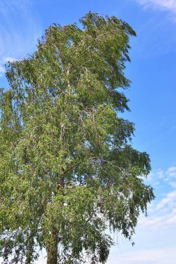 Yaz aylarında bir ormanda yeşil ağaçlar üzerinde güzel görünümü