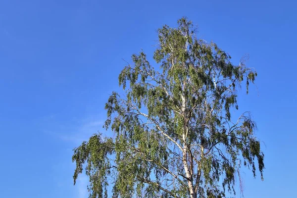 Schöne Aussicht Auf Grüne Bäume Einem Wald Sommer — Stockfoto