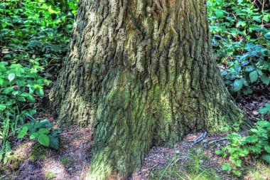 Kuzey Avrupa'da bir ormanda alınan yüksek detaylı kabuk yapısı ile güzel ve ayrıntılı ağaç gövdesi