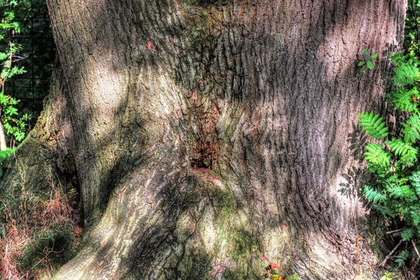Schöner Und Detailreicher Baumstamm Mit Hoher Detaillierter Rindenstruktur Aufgenommen Einem — Stockfoto