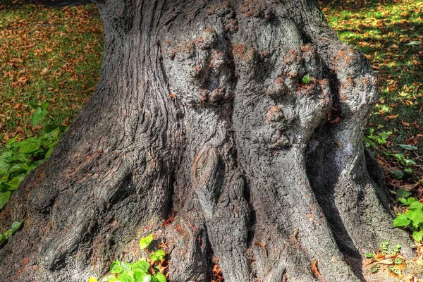 Детальный Ствол Дерева Высокой Детальной Структурой Коры Извлекли Северном Лесу — стоковое фото