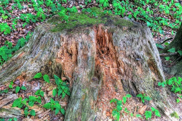 Beautiful and detailed tree trunk with high detailed bark structure taken in a northern europe forest