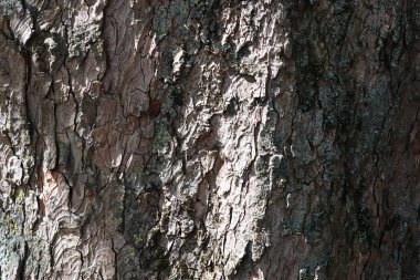 Çok detaylı ağaç kabuğu dokusu görüntüsünü yüksek çözünürlükte kapat