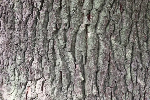 Vista Vicino Sulla Struttura Molto Dettagliata Della Corteccia Albero Alta — Foto Stock