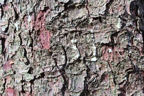 Vue Rapprochée Sur Une Texture Écorce Arbre Très Détaillée Haute — Photo