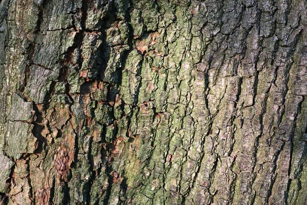 Vista Vicino Sulla Struttura Molto Dettagliata Della Corteccia Albero Alta — Foto Stock