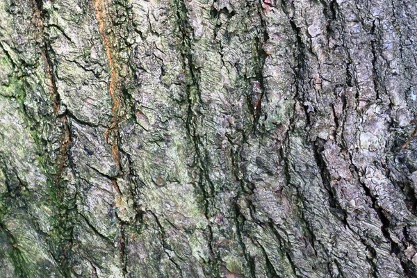 Vue Rapprochée Sur Une Texture Écorce Arbre Très Détaillée Haute — Photo