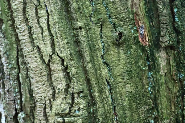 Vue Rapprochée Sur Une Texture Écorce Arbre Très Détaillée Haute — Photo