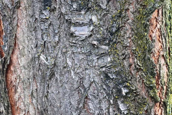 高分辨率树皮纹理非常详细的近景 — 图库照片