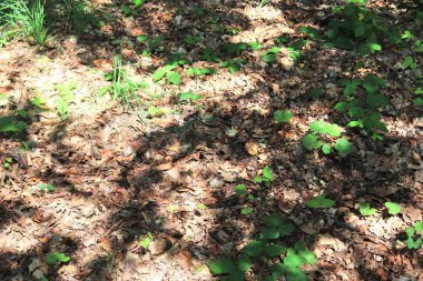 Kahverengi yaprakları ve ağaç dalları ile sonbahar orman zemin ayrıntılı yakın görünümü