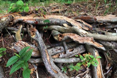 Kahverengi yaprakları ve ağaç dalları ile sonbahar orman zemin ayrıntılı yakın görünümü